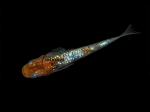 Oryzias latipes - Medaka Lame Sanke