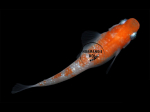 Oryzias latipes - Medaka Kohaku