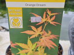 Acer palmatum 'Orange Dream'