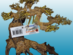 Bonsai Drift Wood
