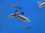 Tanichthys albonubes - Néon Chinois