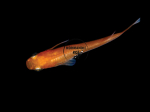 Oryzias latipes - Medaka Orange Foncé