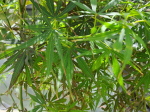 Acer palmatum 'Jerre Schwartz'