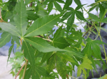Acer palmatum 'Katsura'