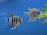 Pterophyllum scalare - Scalaire Zébré