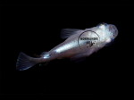 Oryzias latipes - Medaka Daruma HQ