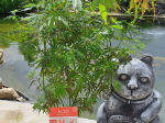 Acer palmatum 'Jerre Schwartz'