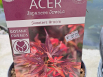 Acer palmatum ‘Skeeter’s Broom’