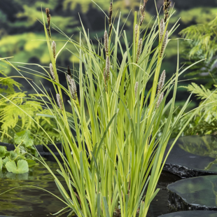 Carex riparia