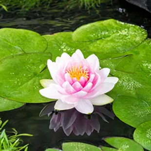 Nymphaea ‘M’d Wilfron Gonnere’