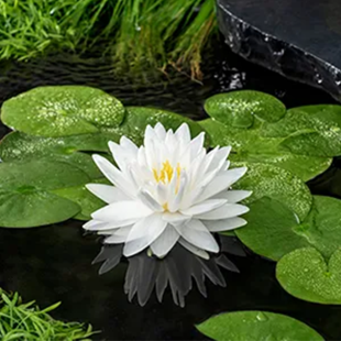Nymphaea ‘Gonnere’