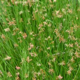 Juncus effusus