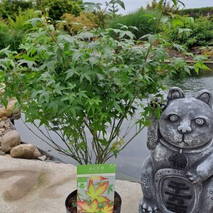 Acer palmatum 'Little Princess'