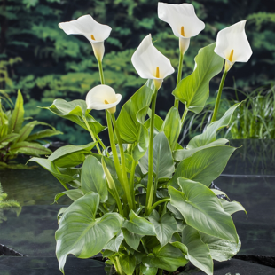 Zantedeschia aethiopica