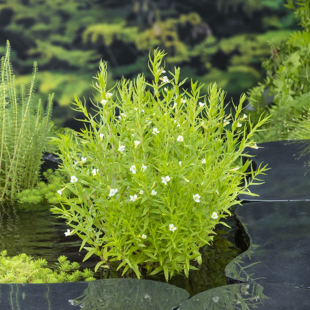 Gratiola officinalis