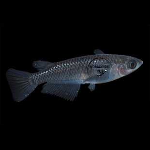 Oryzias latipes - Medaka Dragon Noir