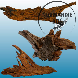 Bois Racine Malaisienne