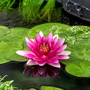 Nymphaea ‘Escarboucle’