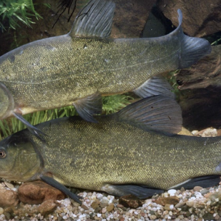 TANCHE VERT 8-11CM