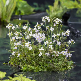 Cardamine pratensis
