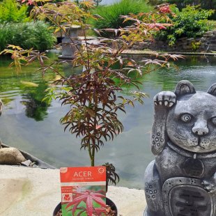 Acer palmatum 'Starfish'®