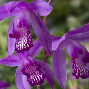 Bletilla striata