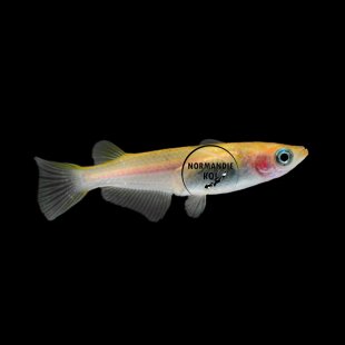 Oryzias Latipes Yellow - Medaka jaune