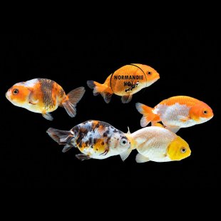 Carassius auratus - Ranchu Mix 6-7 cm