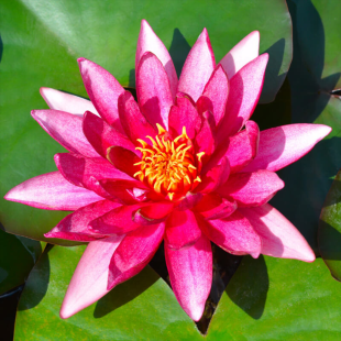 Nenuphar Rubra Punctata
