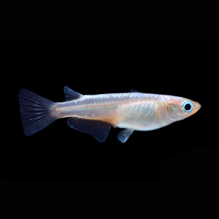 Oryzias latipes - Medaka luisant bleu