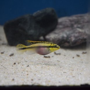 Pelvicachromis kribensis - Pelmato couple