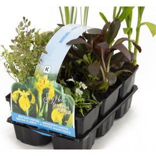 Pack de 6 plantes indigènes pour bassin extérieur