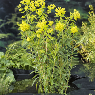 Euphorbia palustris