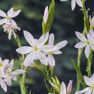 Schizostylis coccinea ‘Alba’