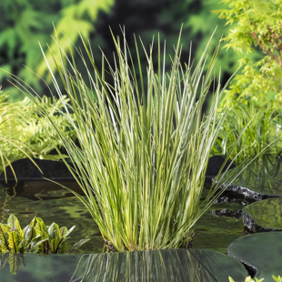 Acorus calamus Gramineus