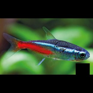 Néon Bleu (Paracheirodon innesi) 2 à 2,5 cm