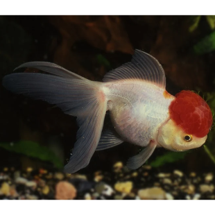 Tête de Lion RedCap 15-16cm
