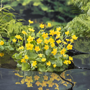 Caltha palustris