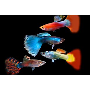 Poecilia reticulata - Guppy ♂ Mix