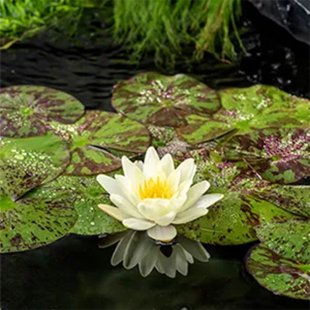Nenuphar 'Marliacea Chormatella'
