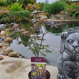 Acer palmatum 'Trompenburg'