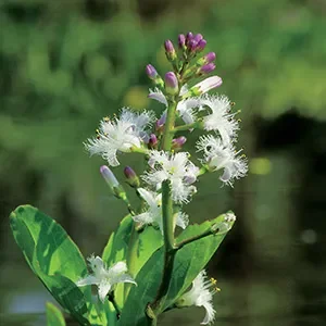 Menyanthes trifoliata,