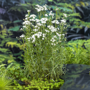 Achillea ptarmica