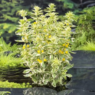 Lysimachia ‘Variegata’