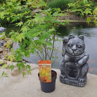 Acer palmatum 'Orange Lace'®