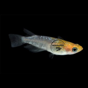 Oryzias latipes - Medaka Lame Tête Jaune