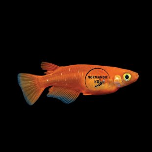 Oryzias latipes - Medaka Orange Foncé