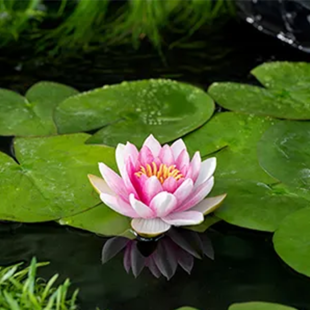 Nymphaea ‘Attraction’