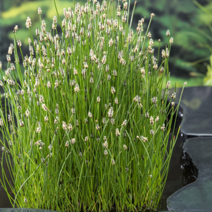 Eleocharis palustris