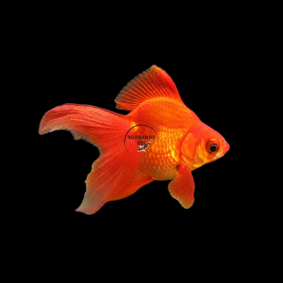 Carassius auratus - Ryukin Rouge 8-9 cm